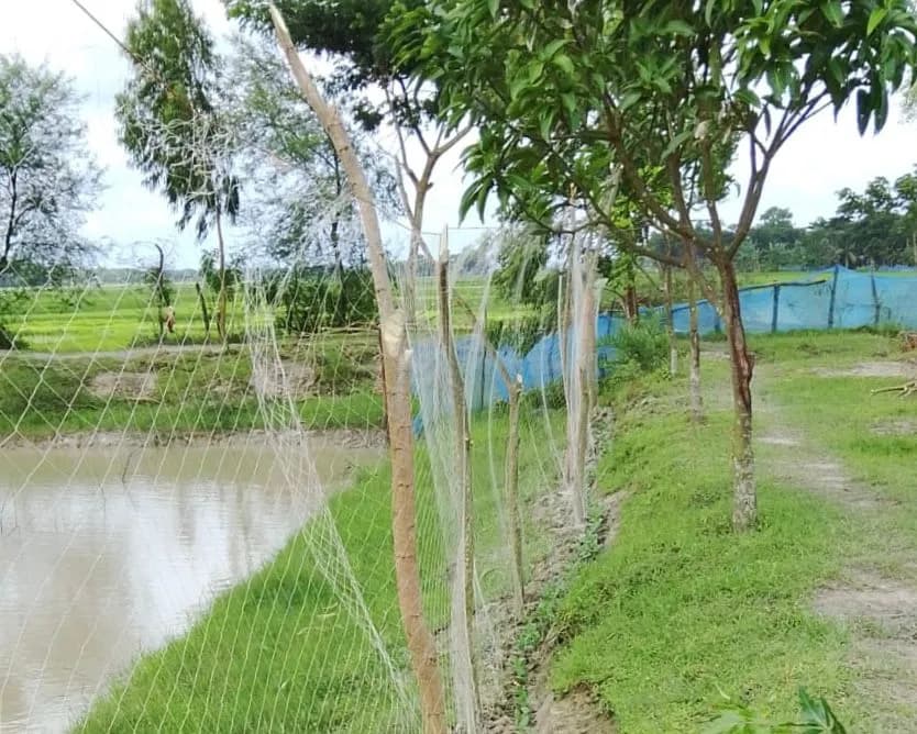 Livestock Area